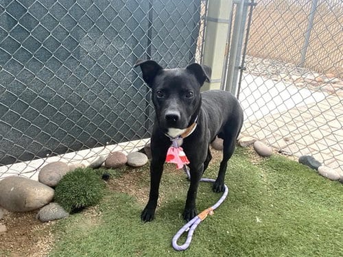 Photo of Major, adoptable American Pit Bull Terrier in Phoenix, Arizona