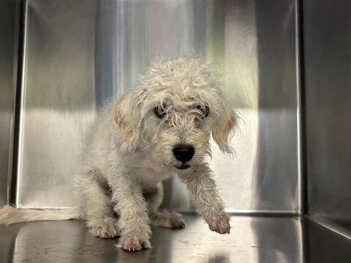 Photo of Blanca, adoptable Poodle (Miniature) in Grand Prairie, Texas