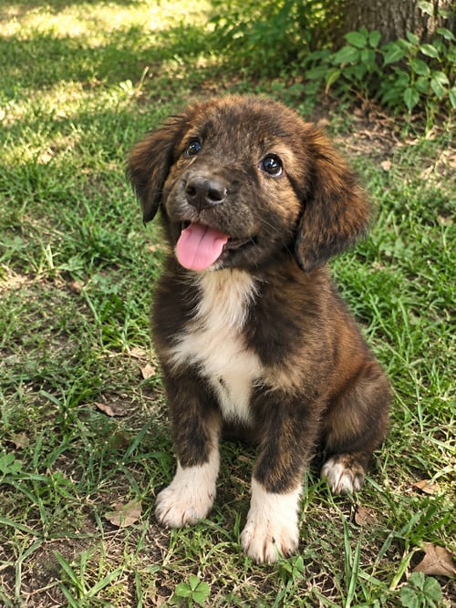 Photo of Buster Brown, adoptable Australian Shepherd in Dallas, Texas