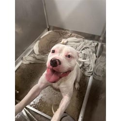 Photo of White Chocolate, adoptable Mixed Breed (Medium) in Georgetown, Delaware