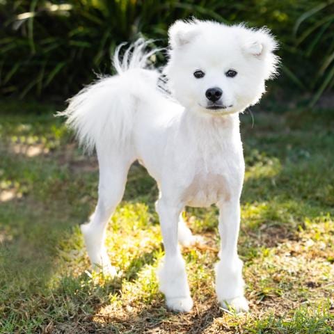 Photo of Buddy, adoptable American Eskimo Dog in Camarillo, California