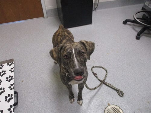 Photo of A392635, adoptable American Staffordshire Terrier in Ocala, Florida