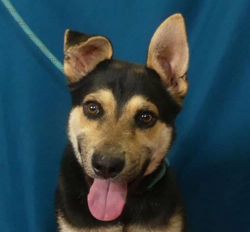 Photo of Mr Magoo, adoptable Australian Cattle Dog/Blue Heeler in Ukiah, California