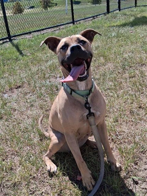 Photo of Pipit, adoptable Black Mouth Cur in Ocala, Florida
