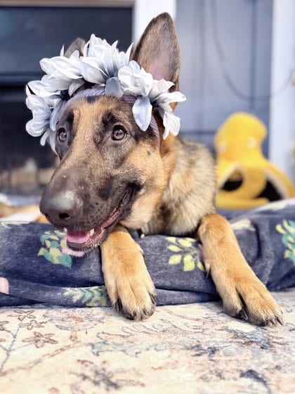 Photo of Mongoose, adoptable dog in Chamblee, Georgia