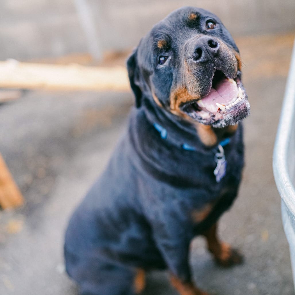 Photo of Jonesy, adoptable Rottweiler / Mix in San Francisco, California