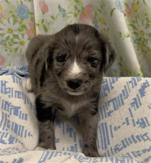 Photo of Grumpy, adoptable Australian Cattle Dog/Blue Heeler in Rosenberg, Texas