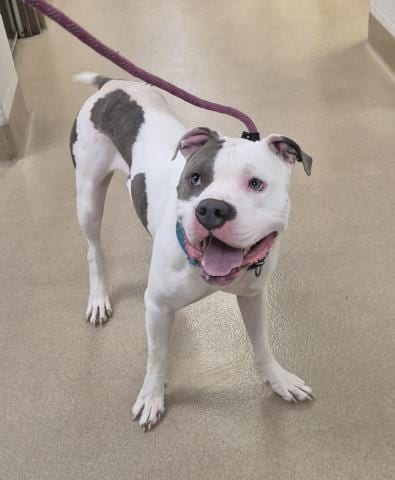 Photo of Cowboy, adoptable Pit Bull Terrier in Decatur, Illinois