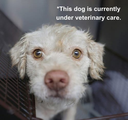 Photo of Benji, adoptable Terrier in San Antonio, Texas