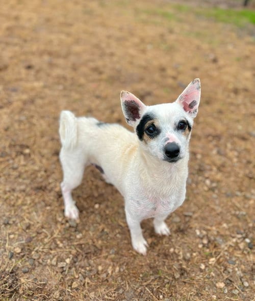 Photo of Maui Lamore Aug 22, adoptable Chihuahua in Pacolet, South Carolina