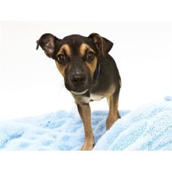 Photo of Snoop, adoptable German Shepherd Dog Miniature Pinscher in Ft Lauderdale, Florida