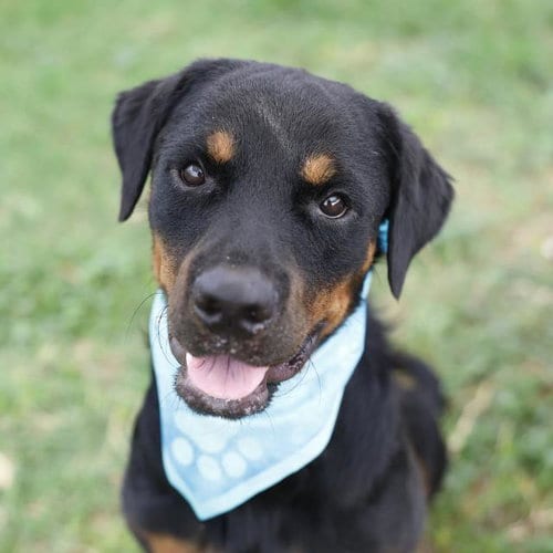 Photo of Poof, adoptable Rottweiler in San Antonio, Texas