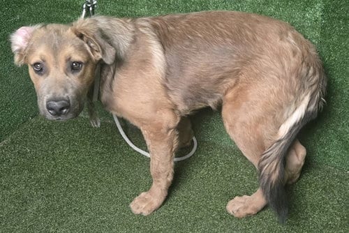 Photo of Chocolate, adoptable Siberian Husky in Lancaster, California