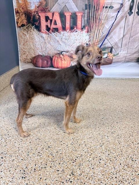 Photo of Ashley, adoptable Australian Shepherd in Miami, Florida