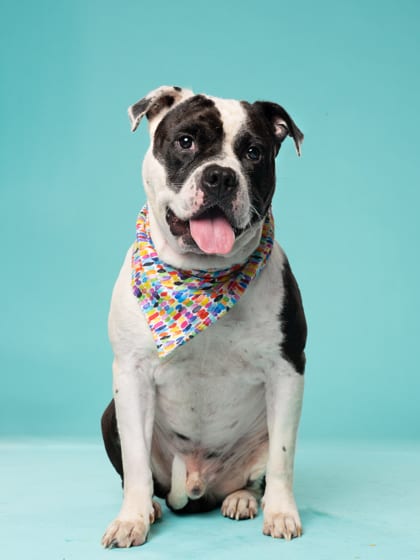 Photo of Big Boogie, adoptable dog in Atlanta, Georgia