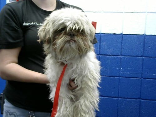 Photo of Jeffery, adoptable Shih Tzu in Albuquerque, New Mexico