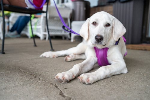 Photo of Petra, adoptable Great Pyrenees in Mundelein, Illinois