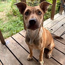 Photo of Belle, adoptable Cattle Dog Australian Kelpie in Framingham, Massachusetts