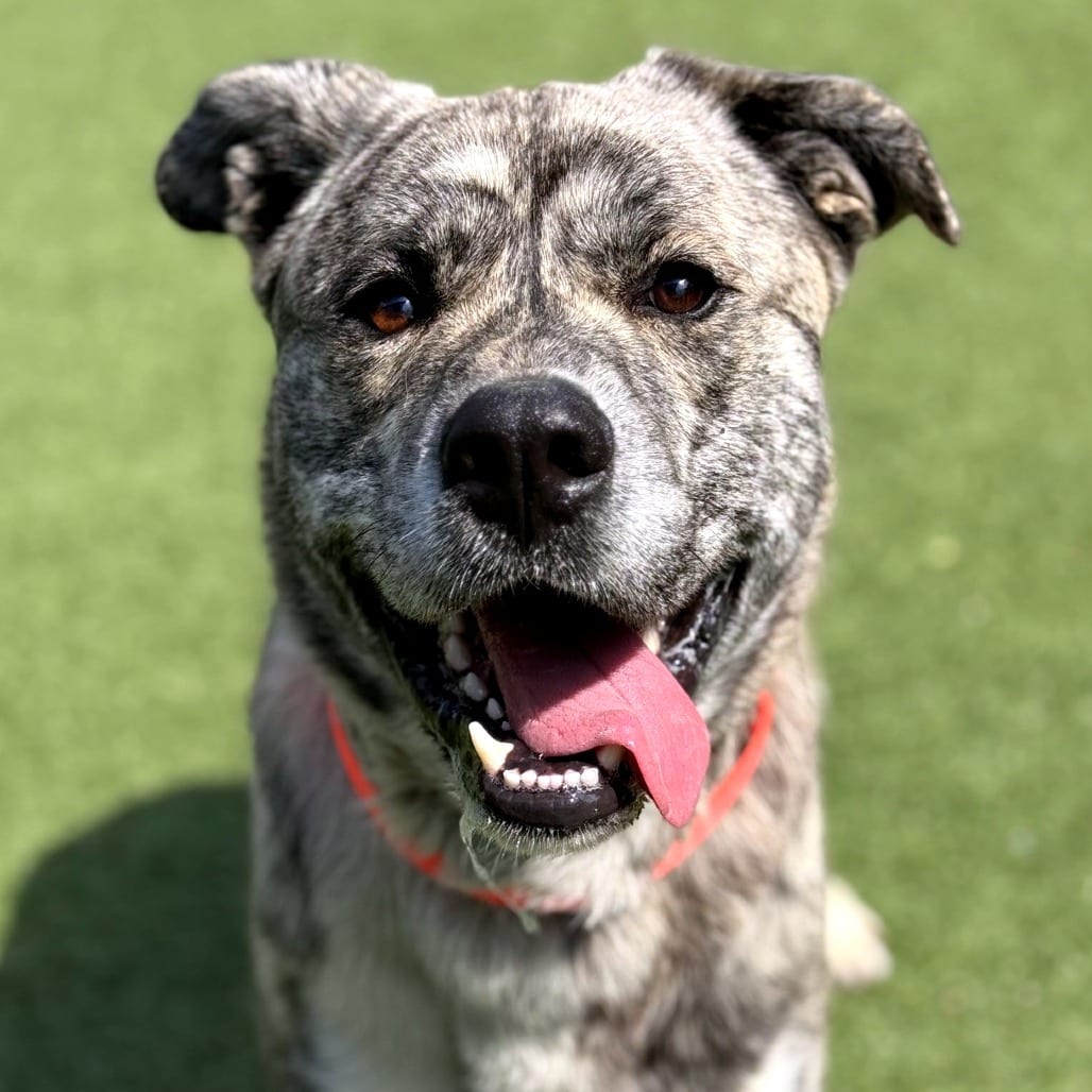 Photo of Curtis, adoptable Mixed Breed (Medium) / Mixed Breed (Medium) in Greensboro, North Carolina