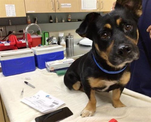 Photo of Max, adoptable Terrier in Riverside, California