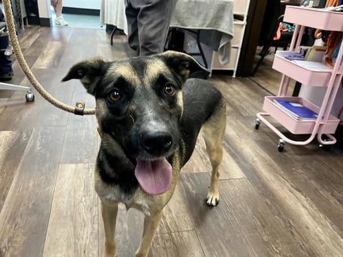 Photo of Iris, adoptable German Shepherd Dog in Albuquerque, New Mexico
