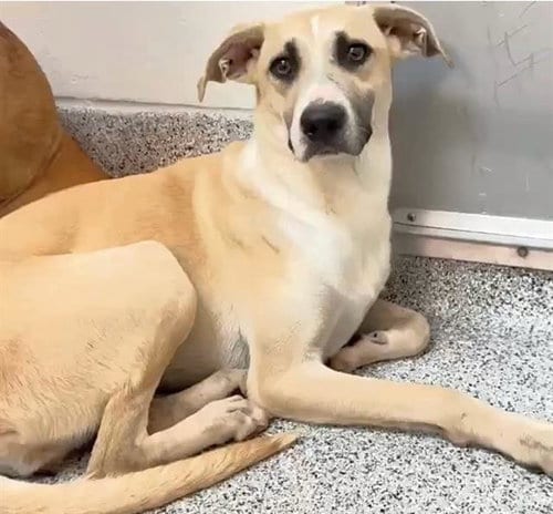 Photo of Viola, adoptable Labrador Retriever in Houston, Texas