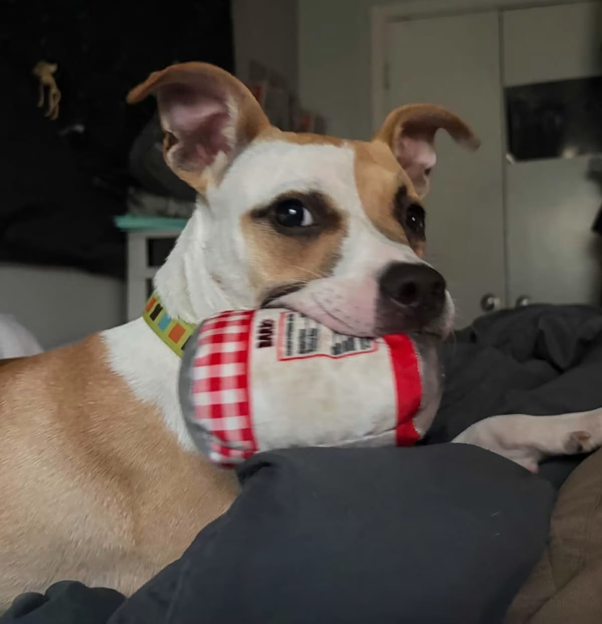 Photo of Noodle, adoptable Whippet/Carolina Dog in HAGERSTOWN, Maryland