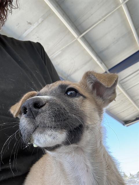 Photo of Olive, adoptable Husky in Bakersfield, California