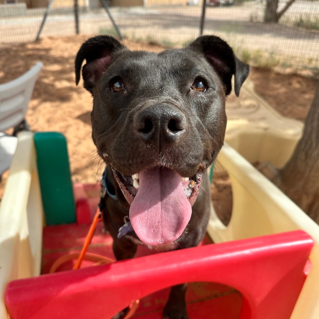 Photo of Hemi, adoptable Terrier, Pit Bull / Mix in Kanab, Utah