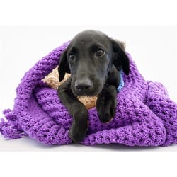 Photo of Bessie, adoptable Weimaraner in Ft Lauderdale, Florida