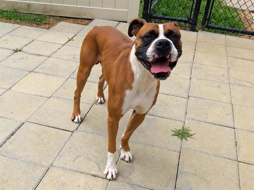 Photo of Brock, adoptable Boxer in Haw River, North Carolina