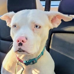 Photo of Mirajane, adoptable American Pit Bull Terrier in Frederick, Maryland