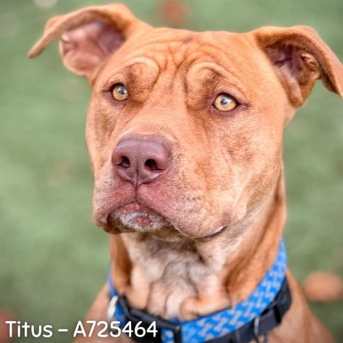 Photo of Titus, adoptable Pit Bull Terrier in Sacramento, California