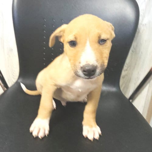 Photo of Matthew, adoptable Labrador Retriever in Rutherfordton, North Carolina