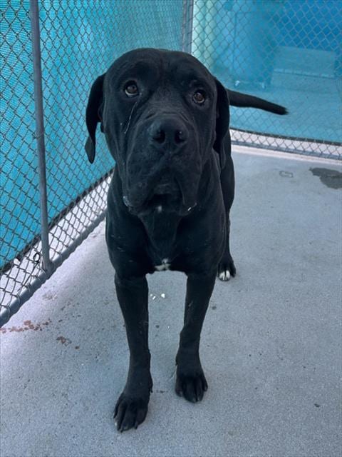 Photo of Aries, adoptable Mastiff in Bakersfield, California