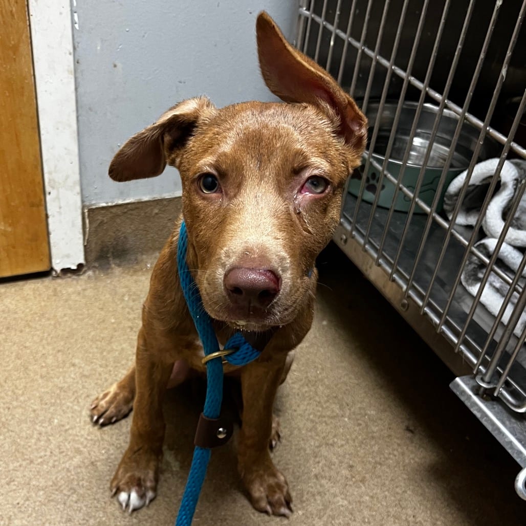 Photo of Happy, adoptable Mixed Breed (Medium) in Chattanooga, Tennessee