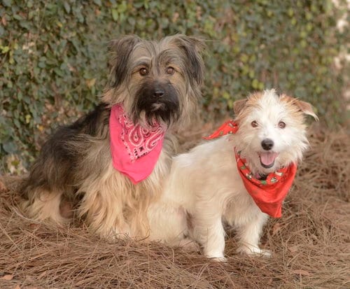 Photo of Ella and Shelby, adoptable Terrier in Dana Point, California