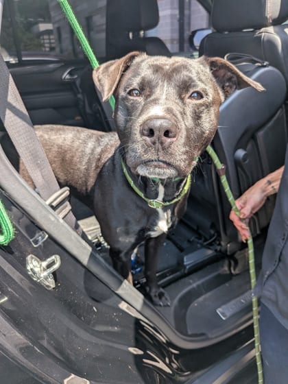 Photo of Majik, adoptable dog in Atlanta, Georgia
