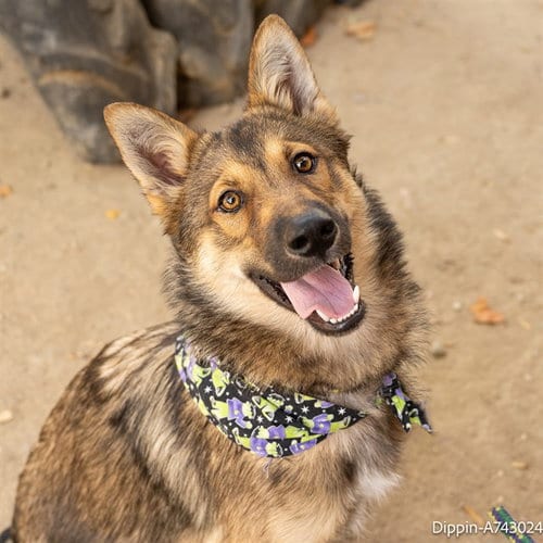 Photo of Pip, adoptable German Shepherd Dog in Sacramento, California