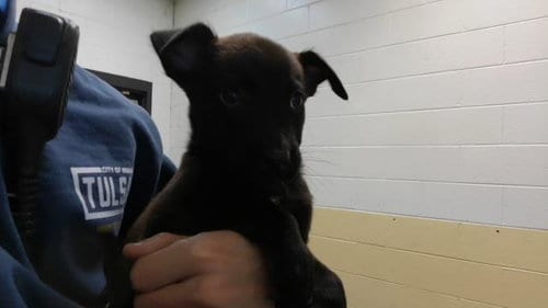 Photo of Cinnamon, adoptable Pit Bull Terrier in Tulsa, Oklahoma