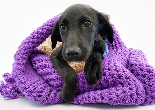 Photo of Bessie, adoptable Weimaraner in Ft Lauderdale, Florida