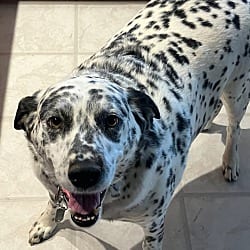 Photo of Pogo-Williamsburg, VA, adoptable Dalmatian in Southern CA, California