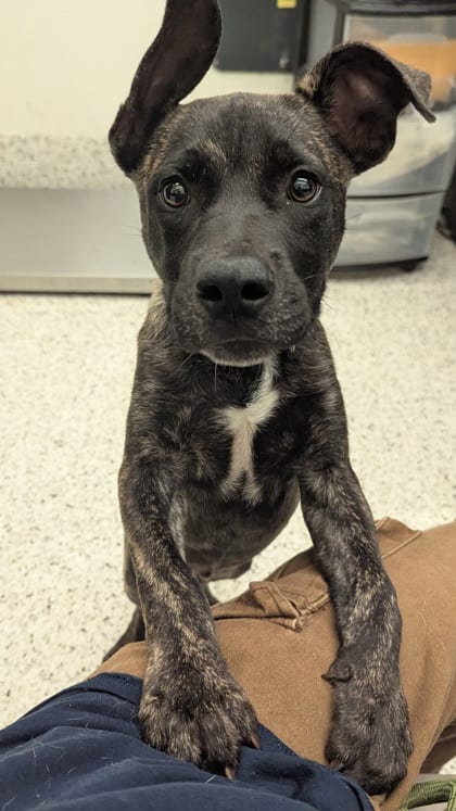 Photo of Sgt. Milo, adoptable dog in Atlanta, Georgia