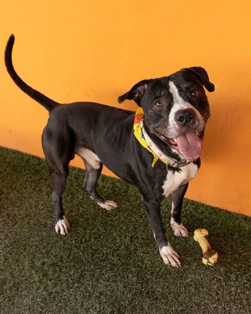 Photo of William, adoptable American Bulldog in Miami, Florida