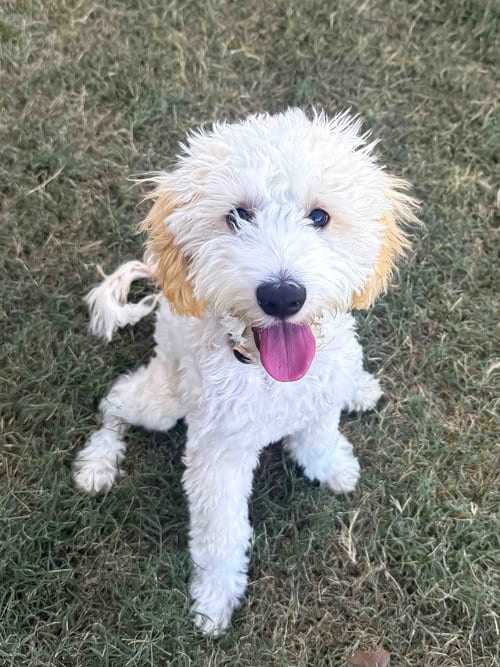 Photo of Theo, adoptable Maltese in McKinney, Texas