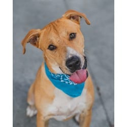 Photo of Flash, adoptable Terrier (Unknown Type, Medium) in Doral, Florida