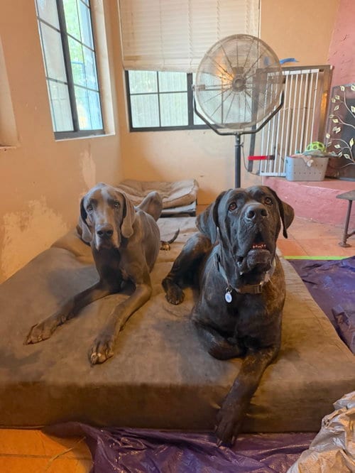 Photo of Jedi, adoptable Mastiff in Goodyear, Arizona