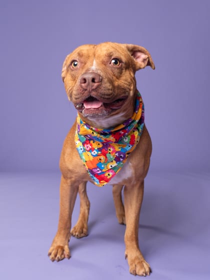 Photo of David, adoptable dog in Atlanta, Georgia