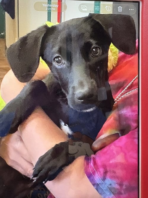 Photo of Scratch, adoptable Dachshund in Amarillo, Texas