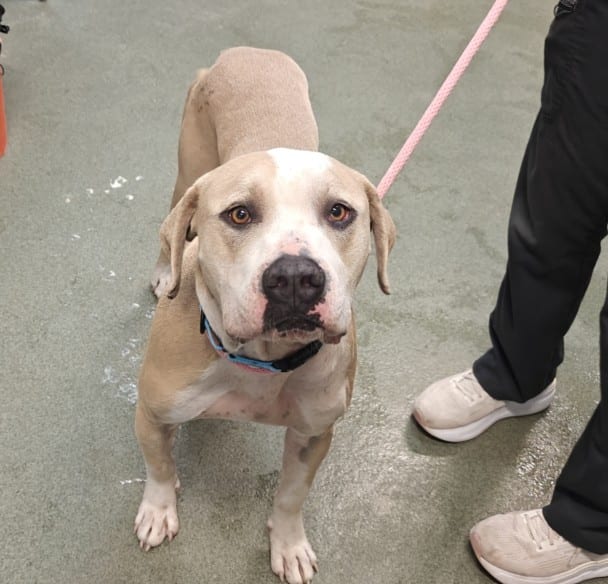 Photo of Kiwi, adoptable Mixed Breed in Santa Fe, New Mexico